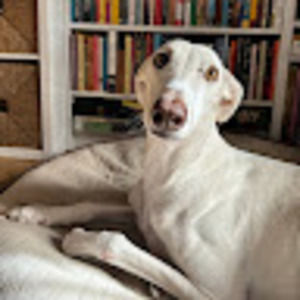 Meet your Posher, Ivy